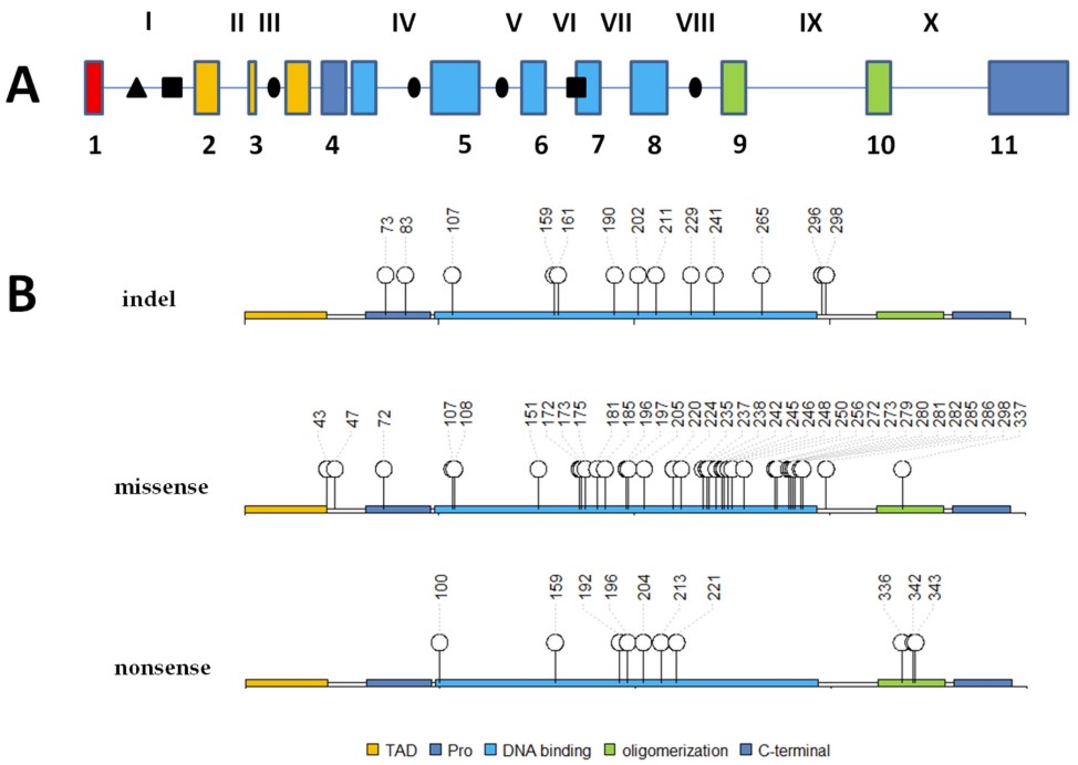The genomic locus of the TP53 gene and its protein sequence in osteosarcoma samples.