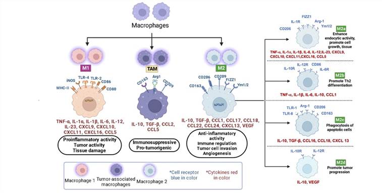 The role of macrophages in tumor growth and progression.