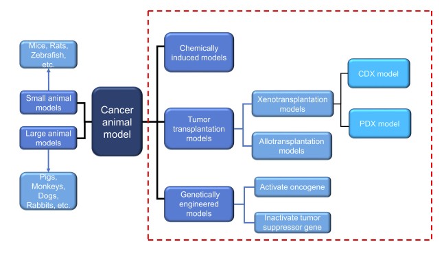 Types of cancer animal models.
