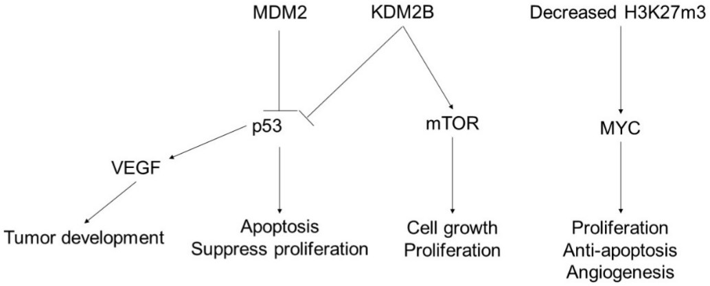 How epigenetics contributes to angiosarcoma pathogenesis.
