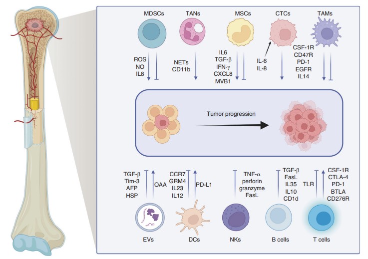 Elements within the osteosarcoma immune microenvironment and the mechanisms underlying their tumor-promoting and tumor-suppressing effects.