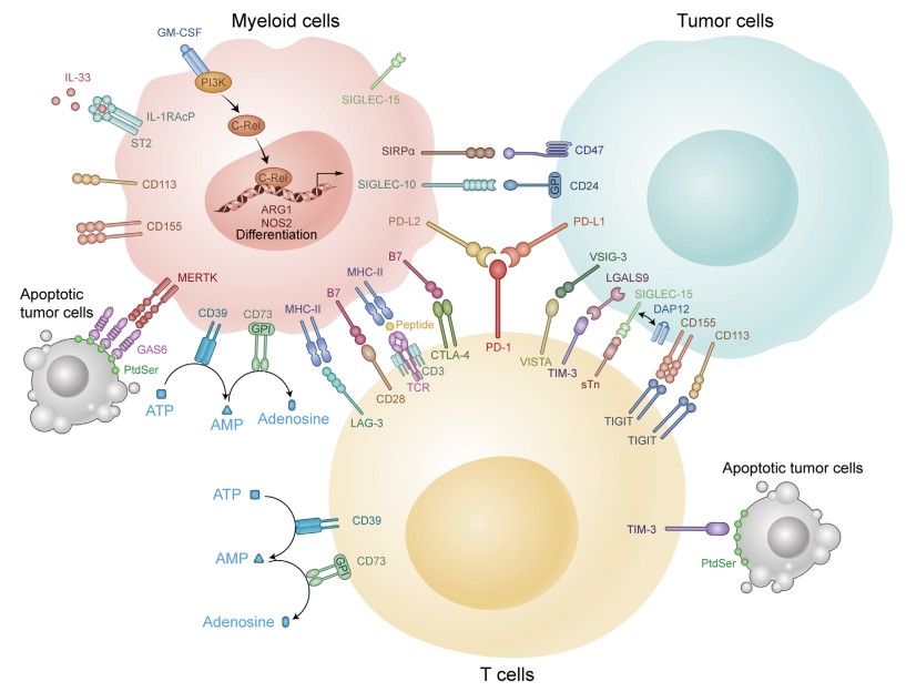 Immune checkpoints in the tumor microenvironment.
