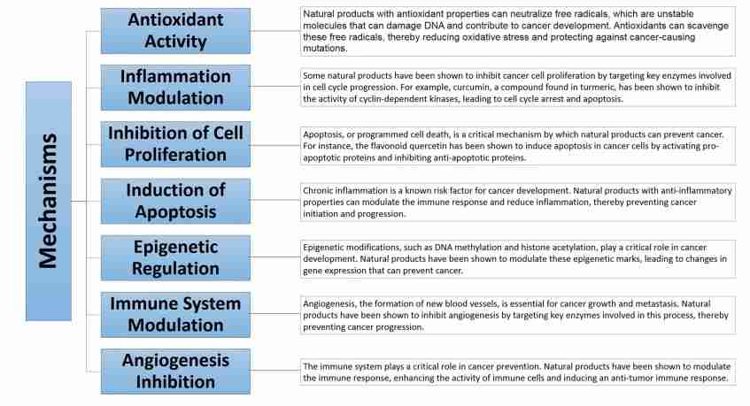 Mechanisms of action of natural products in cancer prevention.
