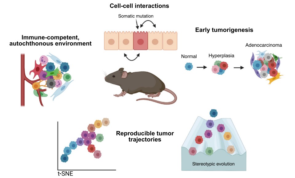 Advantages and methods of using mouse models to study tumor evolution.