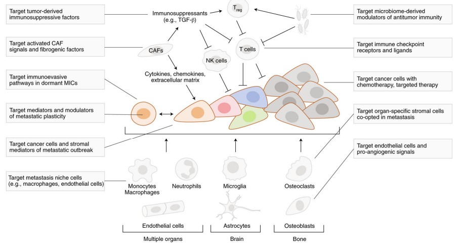 Classic and new opportunities for the treatment of metastatic cancer.