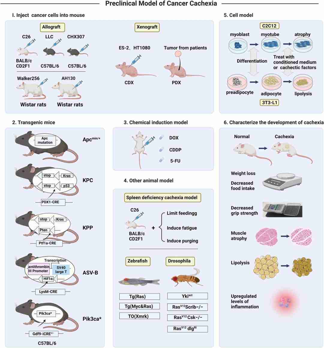 Schematic overview of preclinical models of cancer cachexia.