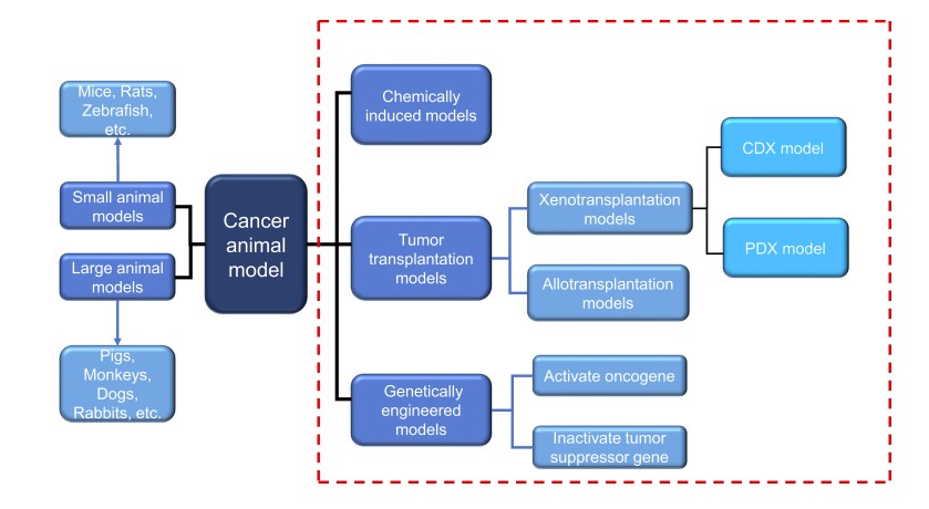 Two commonly used methods for classifying cancer animal models.
