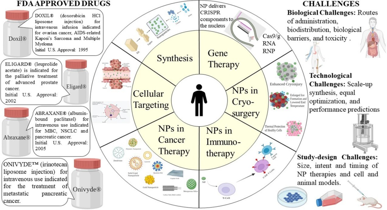 Application of nanoparticles in cancer therapy.
