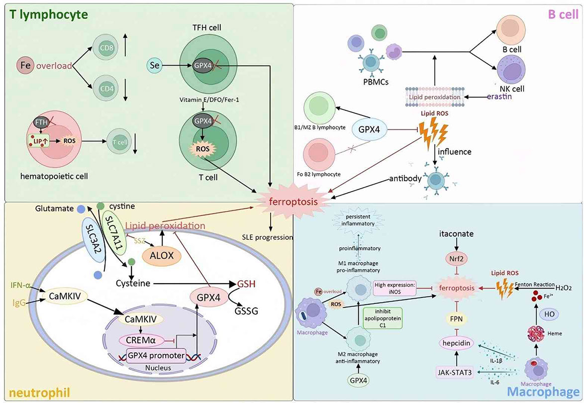 Role of ferroptosis in various immune cells.