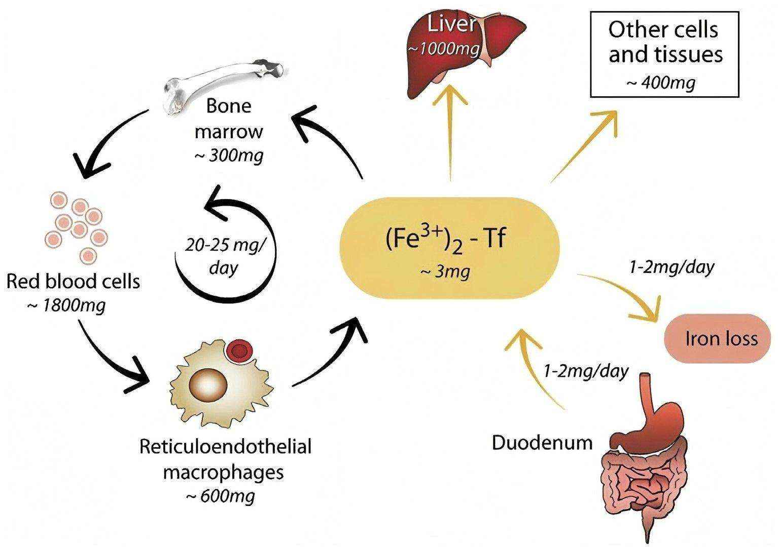 Systemic iron homeostasis. 