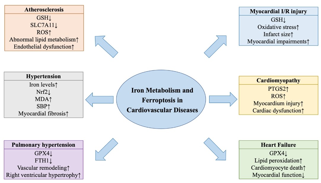 Iron metabolism and ferroptosis in cardiovascular disease.