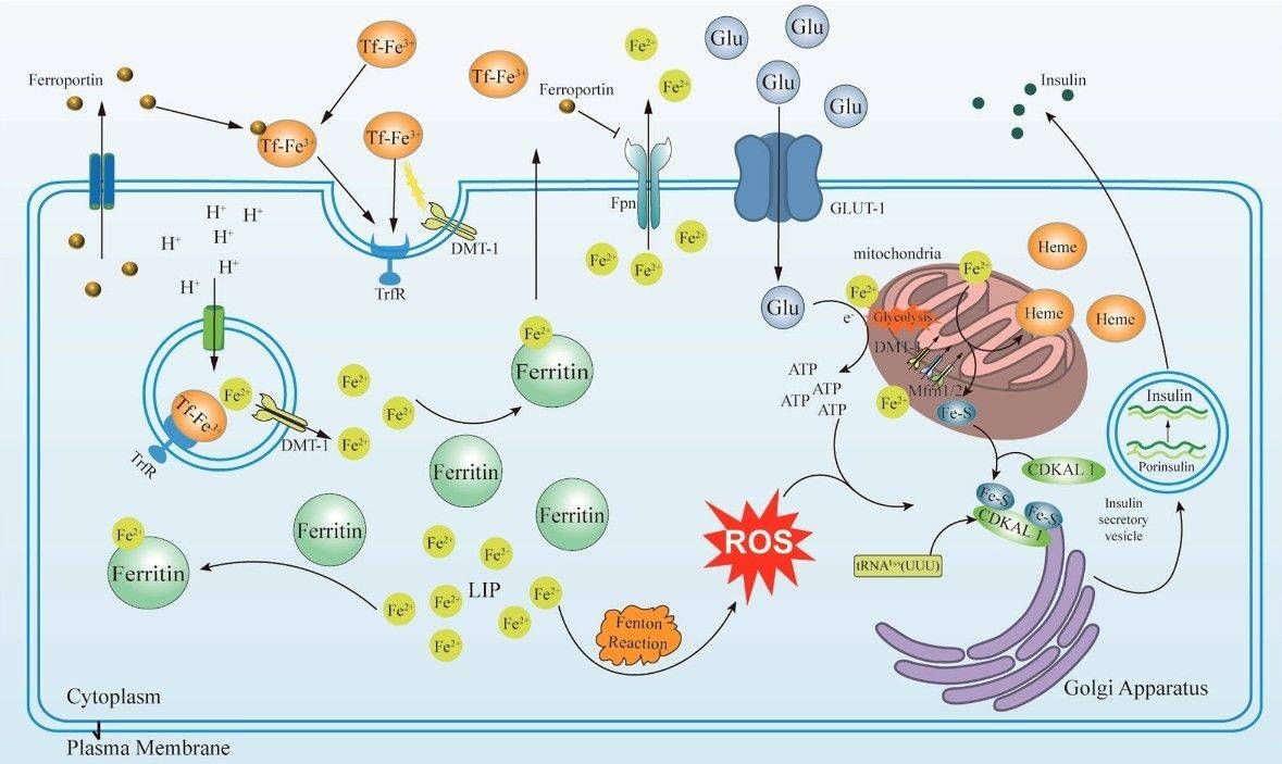 Iron metabolism's role in pancreatic β-cell insulin secretion.