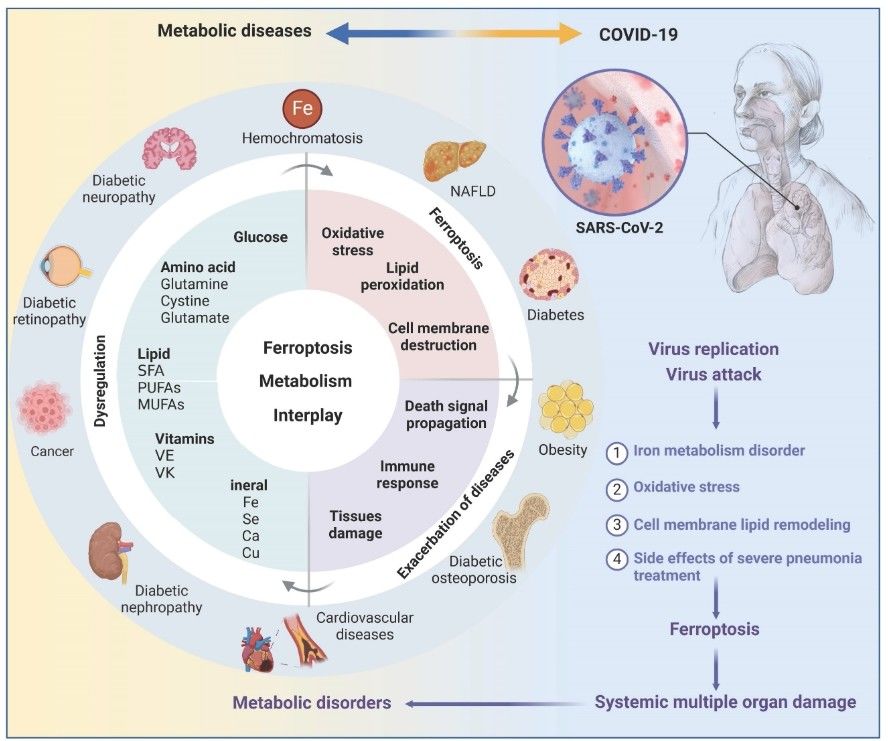 Ferroptosis-metabolism interplay in human disease.