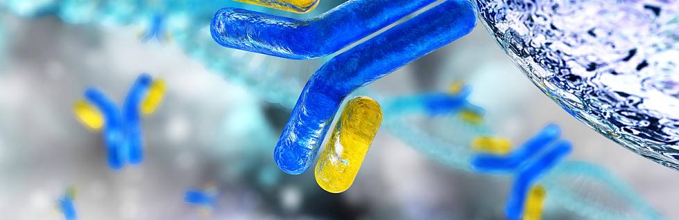 Iron metabolism antibodies.
