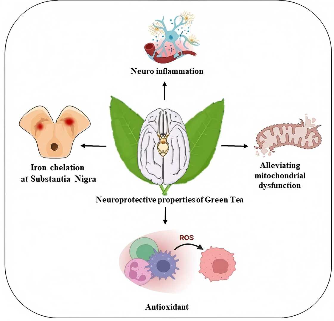 Neuroprotective properties of green tea in Parkinson’s disease.