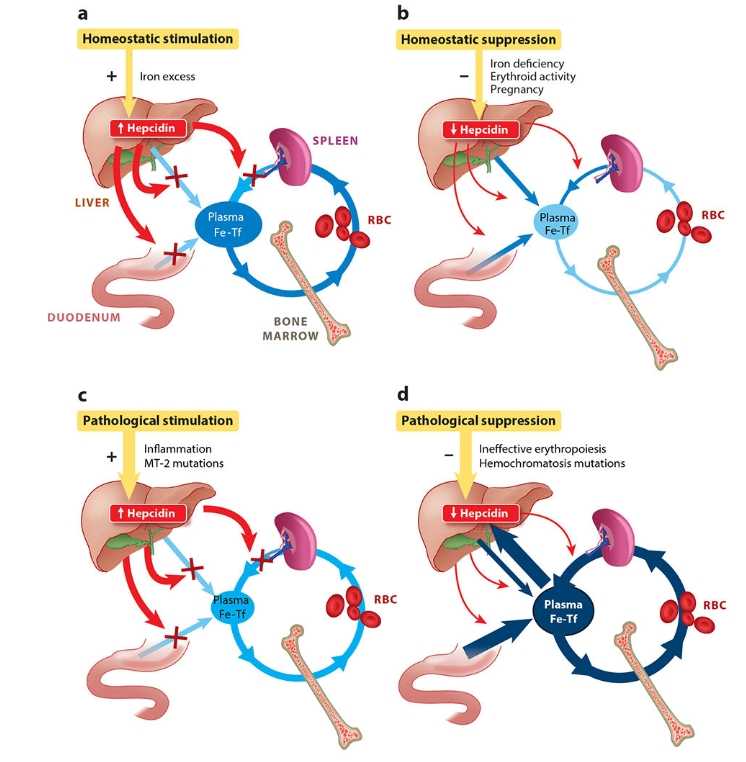 Core biological functions of hepcidin.