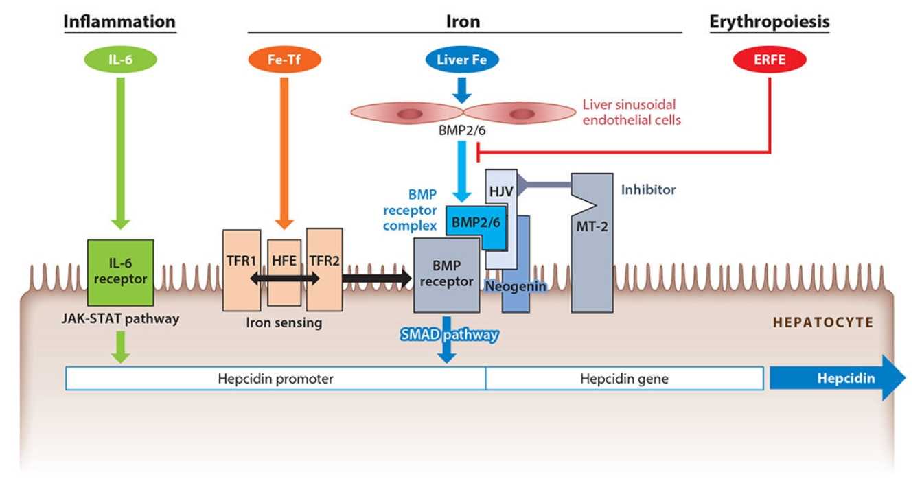 Molecular mechanisms of hepcidin regulation.