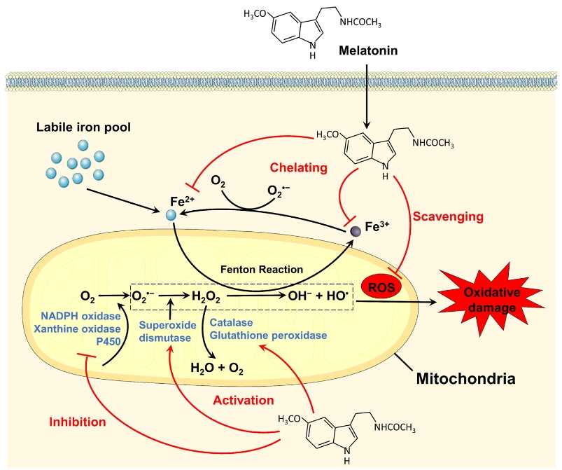 The mechanisms of melatonin against iron overload-mediated oxidative stress.