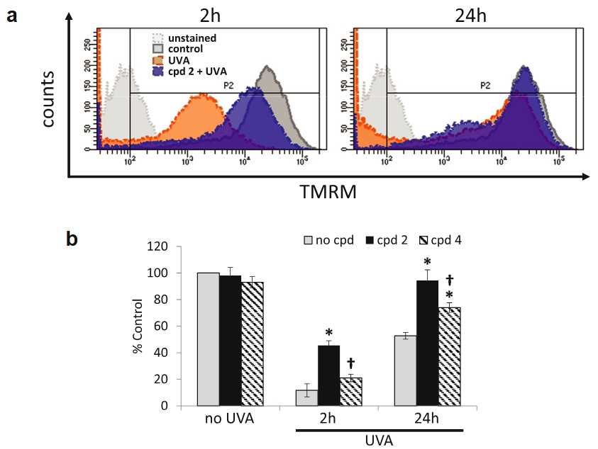 Mitochondria-targeted iron chelator attenuates UVA-induced mitochondrial damage.