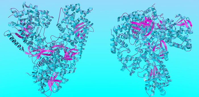 Iron metabolism proteins.