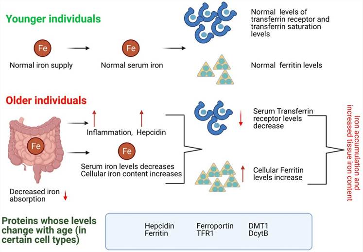 Age-related Decline in Systemic Iron Homeostasis