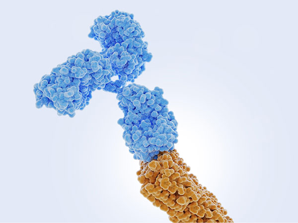 Therapeutic Antibody Development Platform
