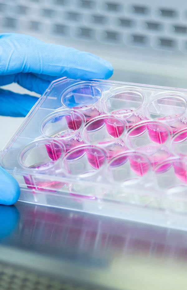 Organoid Models Development