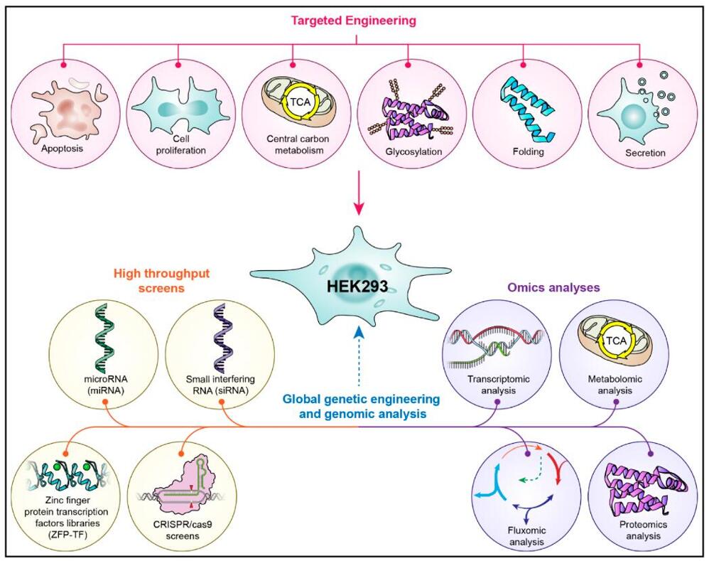 Cell Line Development Service-1