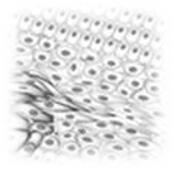Primary cell development service-1