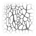 Primary cell development service-2