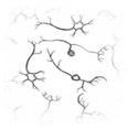 Primary cell development service-3