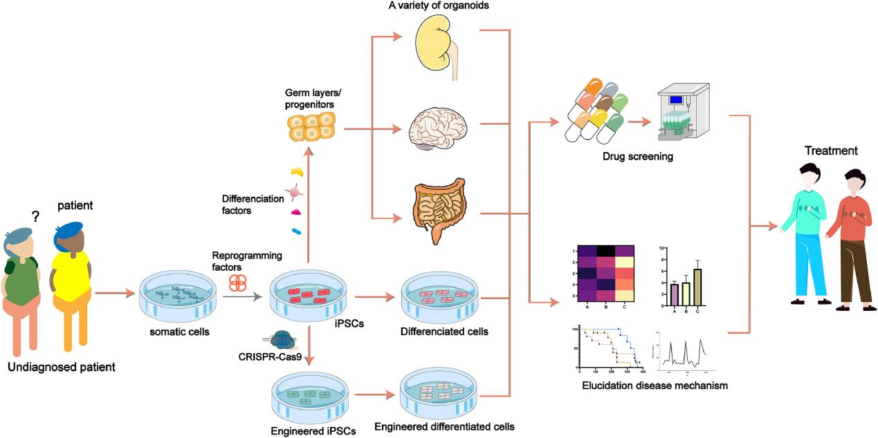 iPSCs Development Service-1