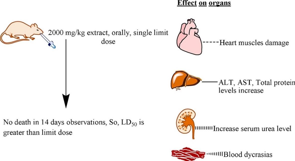 1-3-2-1-1 Single-dose Toxicity Evaluation-1