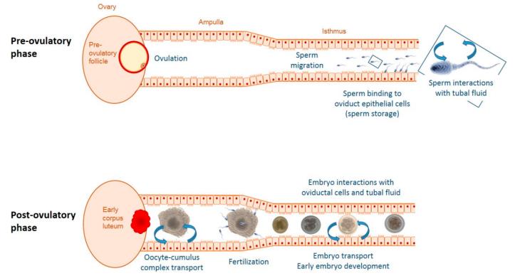 1-3-2-3-1 Fertility and Early Embryo Development Toxicity Evaluation-1