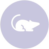 1-3-2-3-2 Embryo-fetal Development Toxicity Evaluation-2