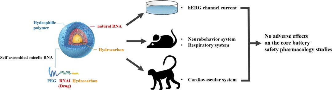 Cardiovascular system evaluation in safety pharmacology studies.