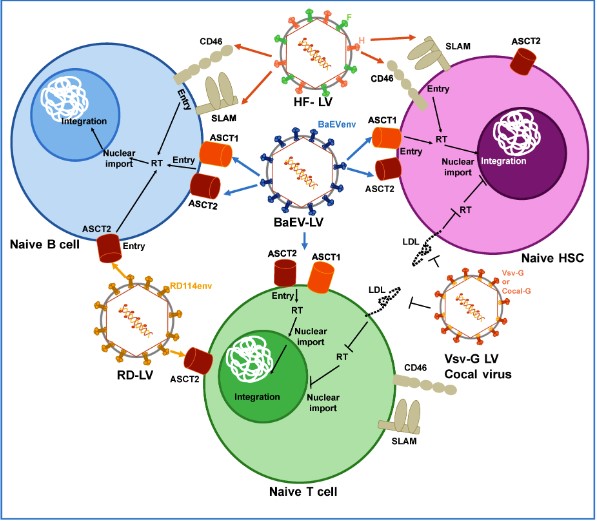 Pseudotyped Viral Vector Development Platform-1