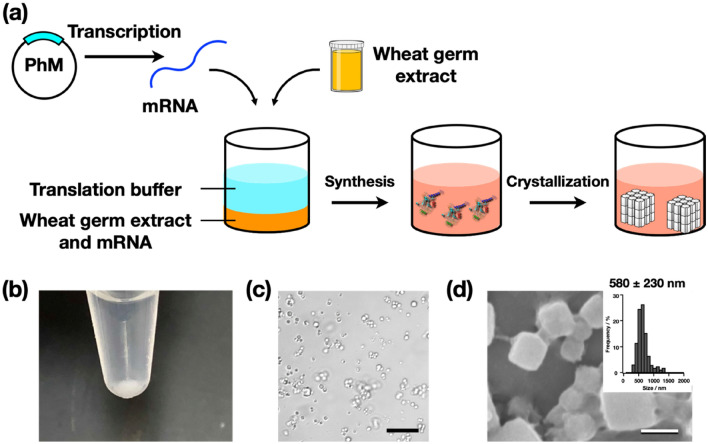 Protein Crystallization Service-1