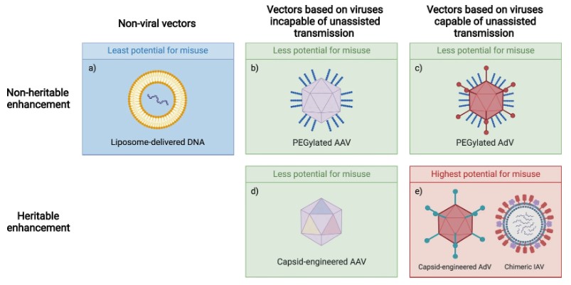 Non-Viral Vector Development Services-1