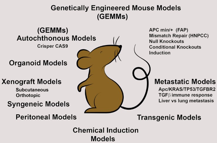 Schematic representation of mouse models in coloretal cancer. (Kucherlapati, M. H., 2023)