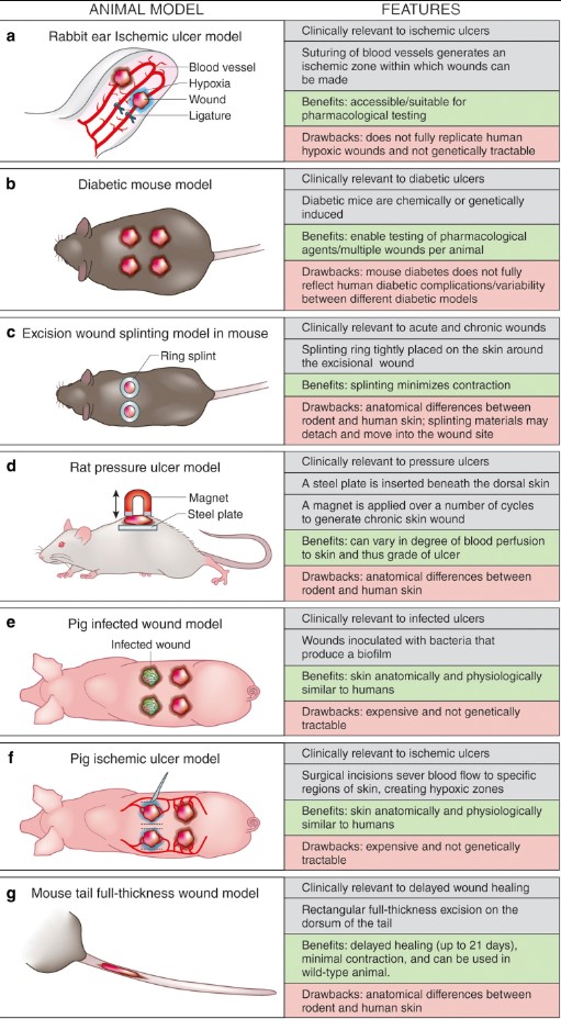 Fig.1 Animal models of wound healing. (Ayman G., et al., 2018)