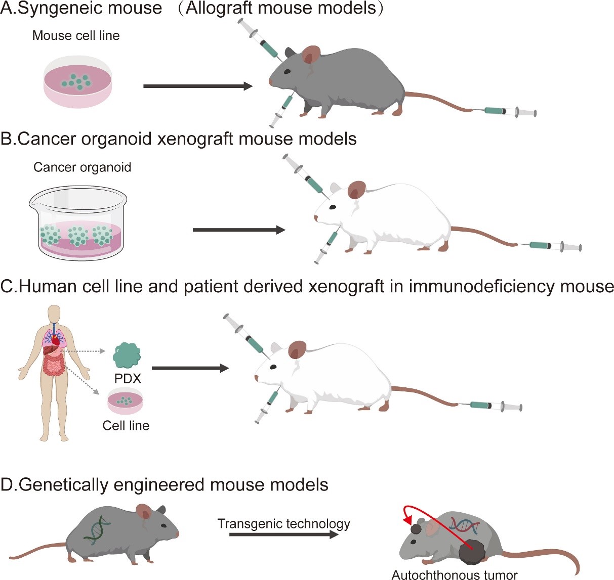Syngeneic Model Development Service