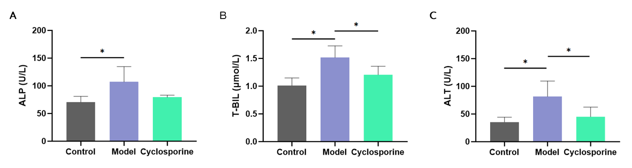 The model group showed increased serum ALP, T-BIL, and ALT, all of which were attenuated by Cyclosporine A therapy.