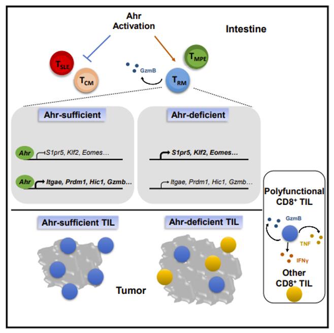 Fig.1 CD8+ T cell differentiation and function.
