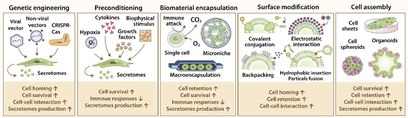 Fig.1 Current cell engineering strategies. (Liang, Kaini, and Yanan Du, 2021)