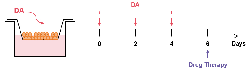 Fig.1 Schematic of the DA-induced in vitro BOS model. 