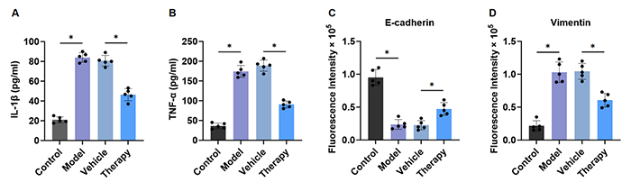 Fig.2 Characterization of the BOS model and drug efficacy evaluation. (A-B) ELISA quantification of IL-1β and TNF-α in supernatants. (C-D) Immunofluorescence assessment of E-cadherin and vimentin expression. Data are presented as mean ± SEM (n=5; *p < 0.05).