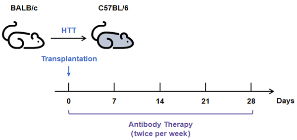 Fig.3 Experimental timeline and design of the antibody therapy study.
