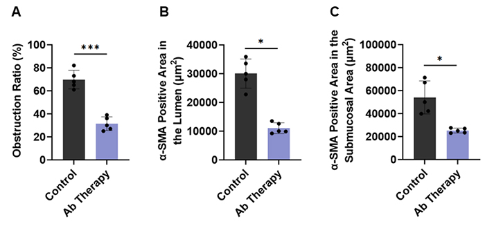 Fig.4 Evaluation of airway occlusion and anti-fibrotic efficacy following antibody therapy. (A) Luminal obstruction ratio. (B-C) α-SMA-positive area in the lumen and the submucosa. Data are presented as mean ± SEM (n=5; ***p < 0.001, *p < 0.05).