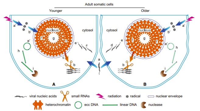 2-1-3-1-3 Non-coding DNA Therapy Development-1